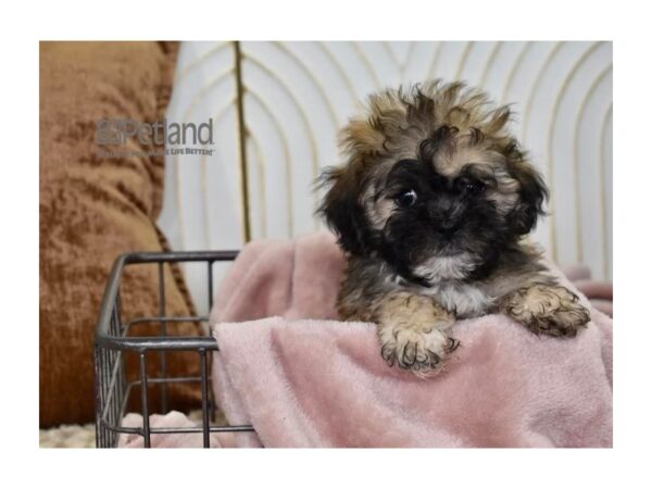 Zuchon Dog Male Brown 629 Petland Independence, Missouri