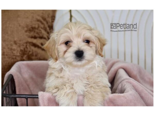 Havamalt-Dog-Male-Apricot-626-Petland Independence & Lee's Summit, MO