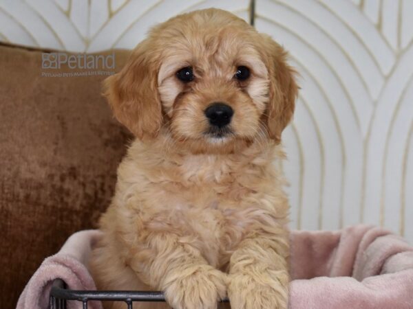 Miniature Goldendoodle-Dog-Female-Golden-639-Petland Independence & Lee's Summit, MO