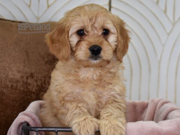 Miniature Goldendoodle Dog Female Golden 639 Petland Independence, Missouri