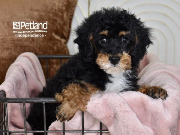 Miniature Poodle Dog Male Black & Tan 5474 Petland Independence, Missouri