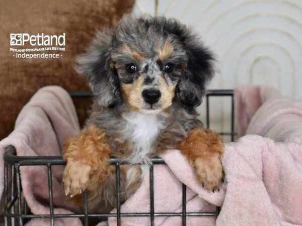 Miniature Poodle Dog Female Blue Merle 5475 Petland Independence, Missouri