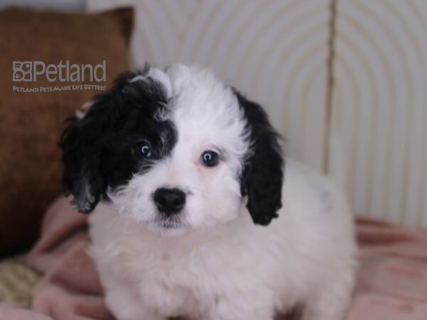 Miniature Bernedoodle 2nd Gen Dog Female Black Parti 649 Petland Independence, Missouri