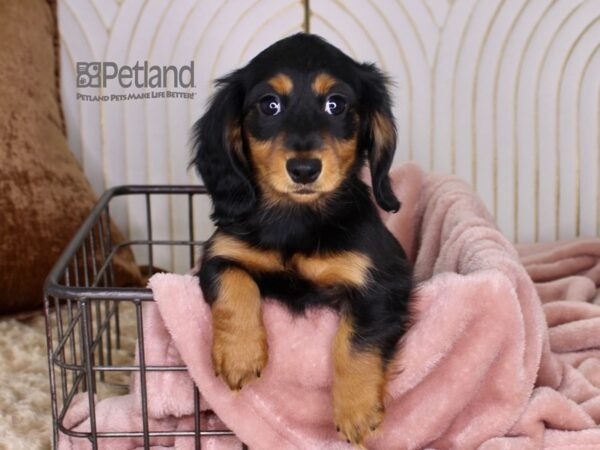 Dachshund Dog Female Black & Tan 645 Petland Independence, Missouri