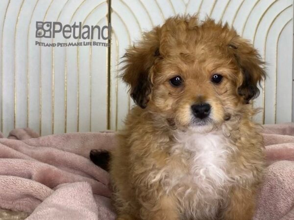 Miniature Bernedoodle 2nd Gen Dog Female Sable White Markings 648 Petland Independence, Missouri