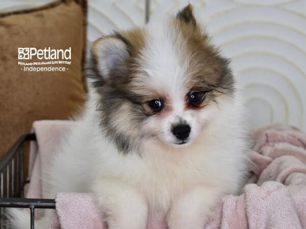 Pomeranian-Dog-Male-Orange Sable Parti-5506-Petland Independence, Missouri