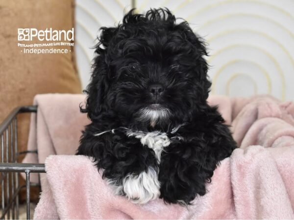 Pekeapoo-Dog-Male-Black-5504-Petland Independence, Missouri