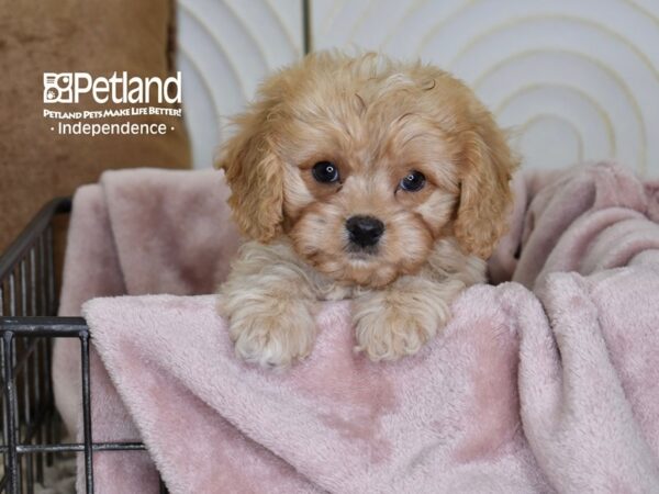 Cavapoo-Dog-Male-Apricot-5502-Petland Independence, Missouri