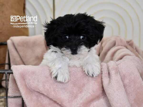 Maltipoo-Dog-Female-Black & White-5498-Petland Independence, Missouri