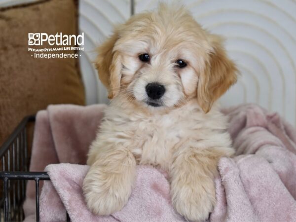 Miniature Goldendoodle-Dog-Female-Golden-5486-Petland Independence & Lee's Summit, MO