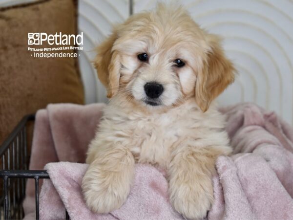 Miniature Goldendoodle Dog Female Golden 5486 Petland Independence, Missouri