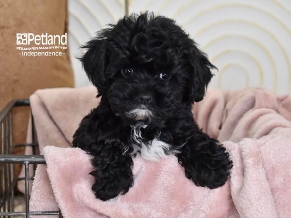 Maltipoo Dog Male Black 5496 Petland Independence, Missouri