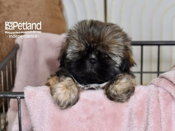 Shih Tzu Dog Female Gray Sable 5510 Petland Independence, Missouri