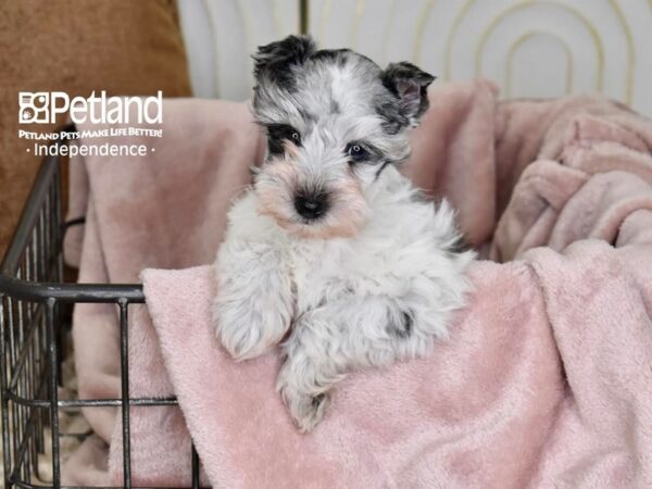 Miniature Schnauzer-Dog-Female-Blue Merle Parti-5511-Petland Independence & Lee's Summit, MO