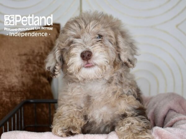 Miniature Goldendoodle 2nd Gen-Dog-Female-Chocolate Merle-5523-Petland Independence & Lee's Summit, MO