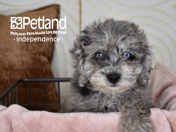 Miniature Goldendoodle 2nd Gen-Dog-Female-Blue Merle-5522-Petland Independence & Lee's Summit, MO