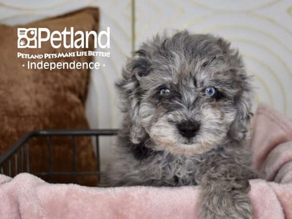 Miniature Goldendoodle 2nd Gen-Dog-Female-Blue Merle-5522-Petland Independence, Missouri