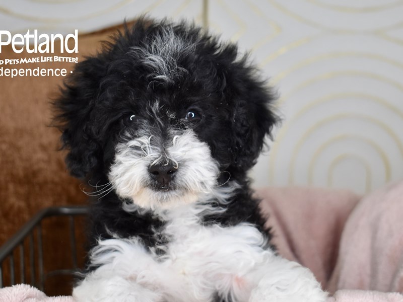 Miniature Goldendoodle 2nd Gen - 5521 Image #1