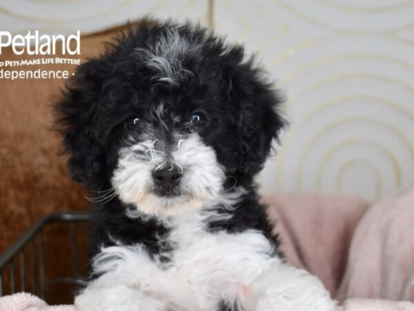[#5521] Black & White Male Miniature Goldendoodle 2nd Gen Puppies For Sale