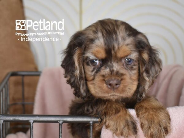 Cocker Spaniel-Dog-Female-Chocolate Merle-5520-Petland Independence & Lee's Summit, MO