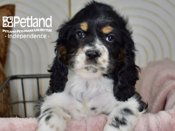 Cocker Spaniel-Dog-Male-Black & White-5519-Petland Independence & Lee's Summit, MO
