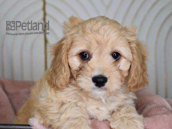 Cavachon Dog Female Apricot 665 Petland Independence, Missouri