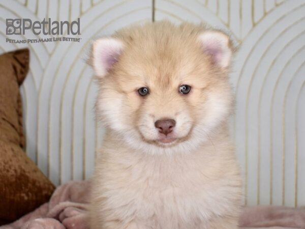 Pomsky Dog Male Tan 671 Petland Independence, Missouri