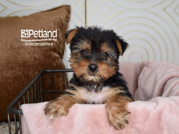 Yorkshire Terrier Dog Female Black & Tan 5532 Petland Independence, Missouri