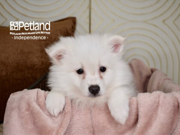 American Eskimo-Dog-Female-White-5525-Petland Independence, Missouri