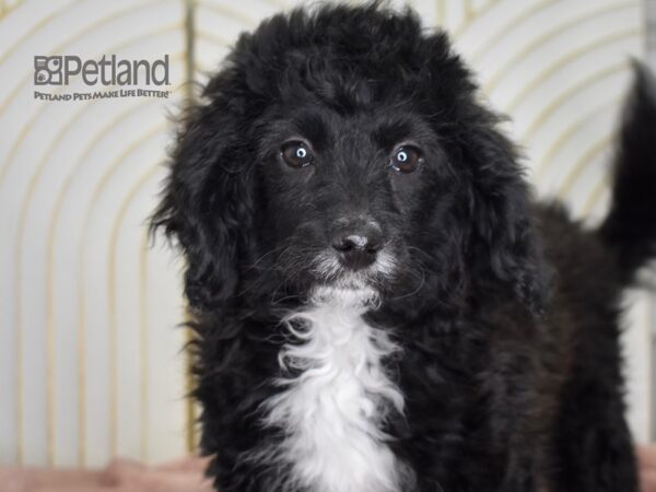 [#650] Black White Markings Female Miniature Bernedoodle 2nd Gen Puppies For Sale