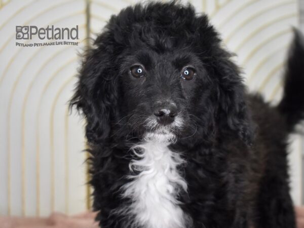 Miniature Bernedoodle 2nd Gen-Dog-Female-Black White Markings-650-Petland Independence & Lee's Summit, MO