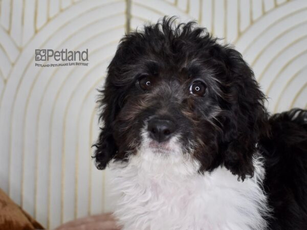 Miniature Goldendoodle 2nd Gen Dog Female Black & White 621 Petland Independence, Missouri