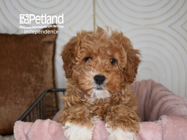 Miniature Bernedoodle 2nd Gen-Dog-Male-Red-5541-Petland Independence & Lee's Summit, MO