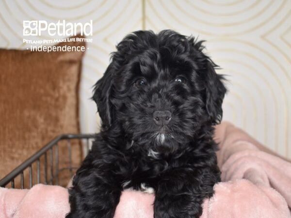 Miniature Bernedoodle 2nd Gen-Dog-Male-Black-5542-Petland Independence & Lee's Summit, MO