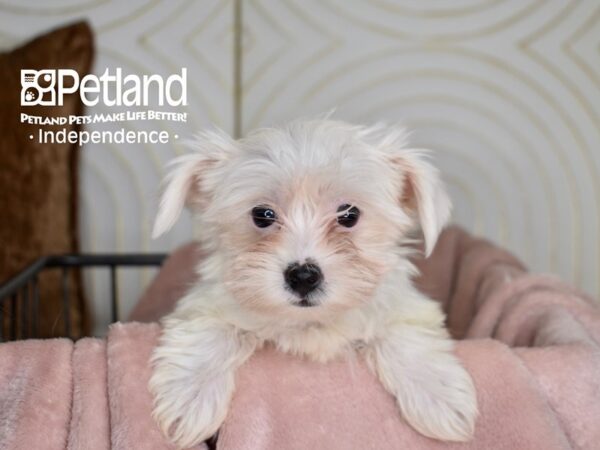 Yorkshire Terrier-Dog-Male-White Parti-5538-Petland Independence & Lee's Summit, MO