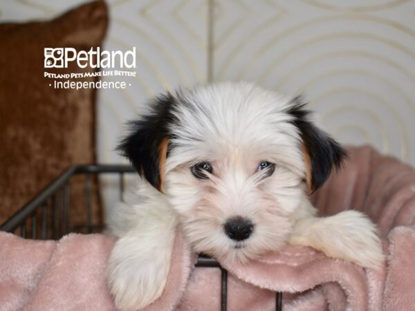 Yorkshire Terrier Dog Female White & Black Parti 5539 Petland Independence, Missouri