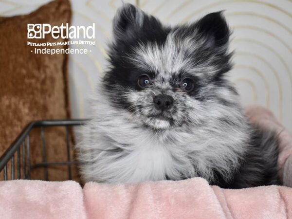 Pomeranian Dog Male Blue Merle 5534 Petland Independence, Missouri