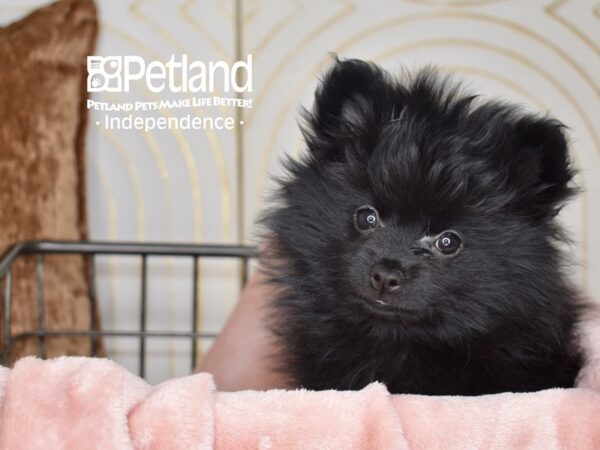 Pomeranian Dog Female Black 5533 Petland Independence, Missouri