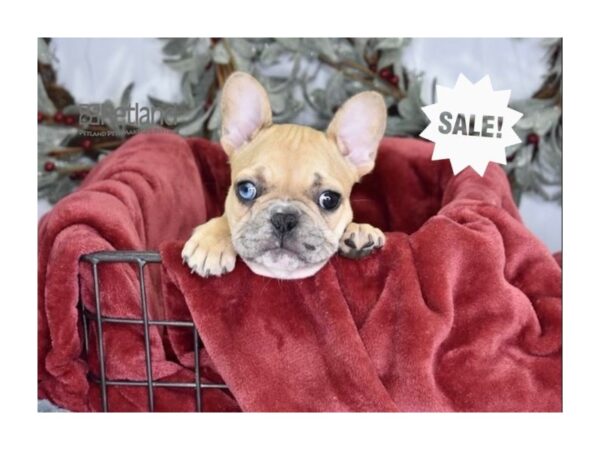 French Bulldog-Dog-Male-Fawn Merle-5536-Petland Independence, Missouri