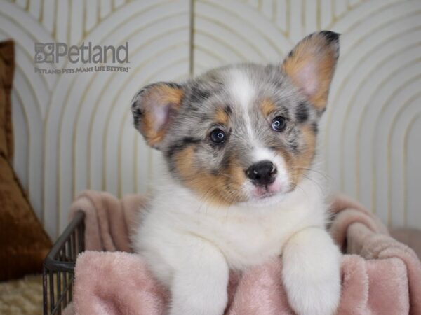 Corgi Pom Dog Male Blue Merle Parti 688 Petland Independence, Missouri