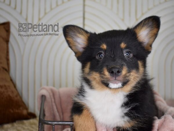 [#687] Black Tri Male Corgi Pom Puppies For Sale