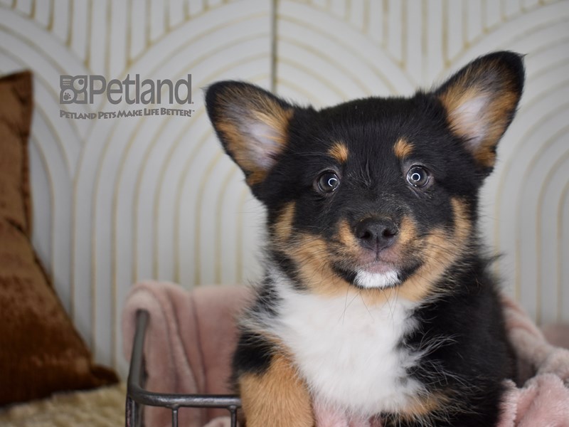 Corgi Pom - 687 Image #1