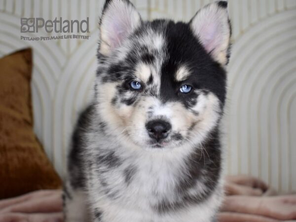 Pomsky 2nd Gen Dog Female Blue Merle 684 Petland Independence, Missouri