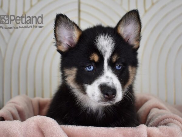 Pomsky 2nd Gen Dog Female Black Tri 683 Petland Independence, Missouri