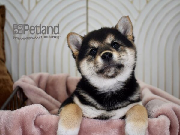 Shiba Inu-Dog-Female-Black & Tan-686-Petland Independence & Lee's Summit, MO