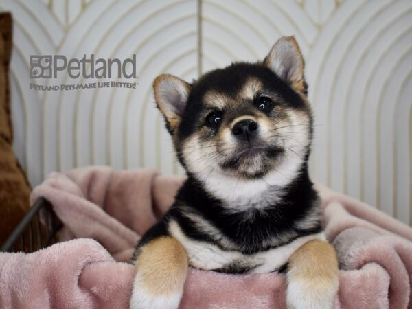 Shiba Inu Dog Female Black & Tan 686 Petland Independence, Missouri