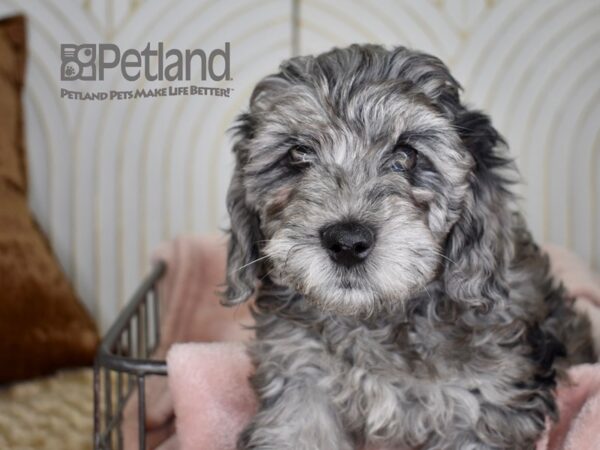 Miniature Goldendoodle 2nd Gen-Dog-Female-Blue Merle-682-Petland Independence, Missouri