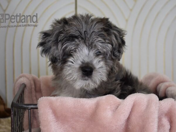 Miniature Aussidoodle Dog Male Blue Merle 675 Petland Independence, Missouri