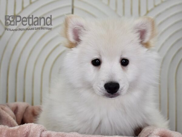 American Eskimo Dog Female White 677 Petland Independence, Missouri