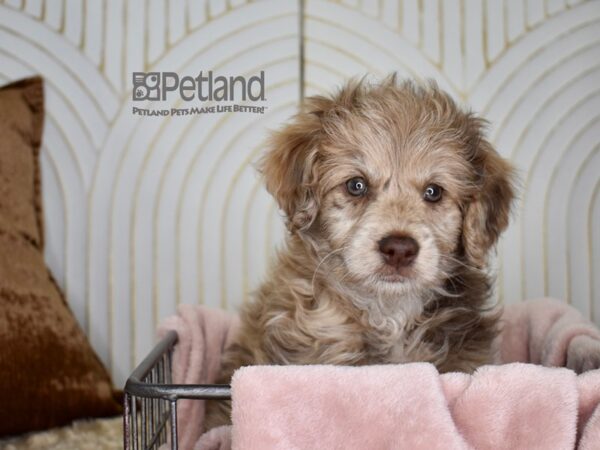 Miniature Goldendoodle 2nd Gen Dog Male Chocolate Merle 680 Petland Independence, Missouri